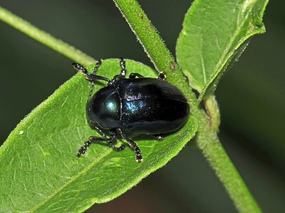 Colasposoma dauricum,  Crisomelide esotico